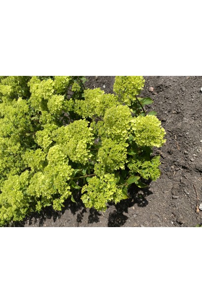 Кущ гортензії Петіт Чері